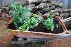 Plant an Herb Garden with a Reclaimed Wheelbarrow