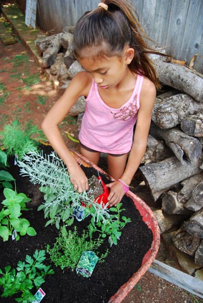 herb-garden-plant-herbs