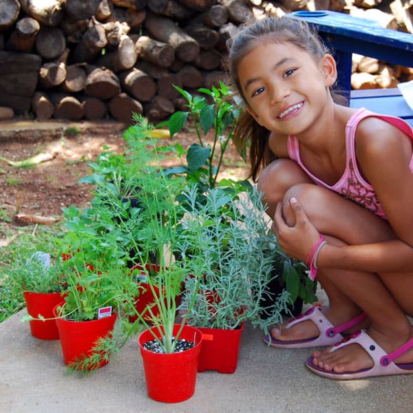 herb-garden-rosemary-mint-parsley