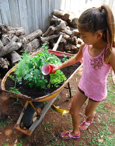 herb-garden-watering