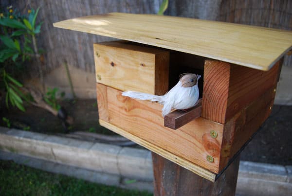 birdhouse-bird-sitting