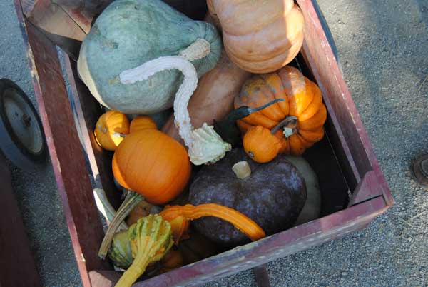 Matthew Gray Gubler's Pumpkin Picking Tips