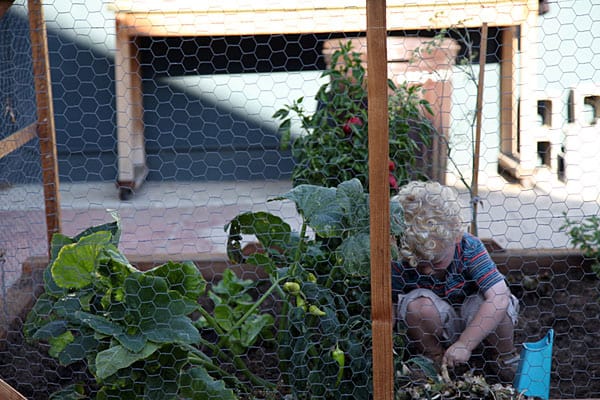 plant-vegetable-garden