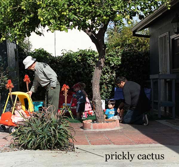 prickly-cactus