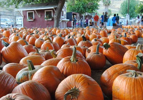 pumpkin-patch