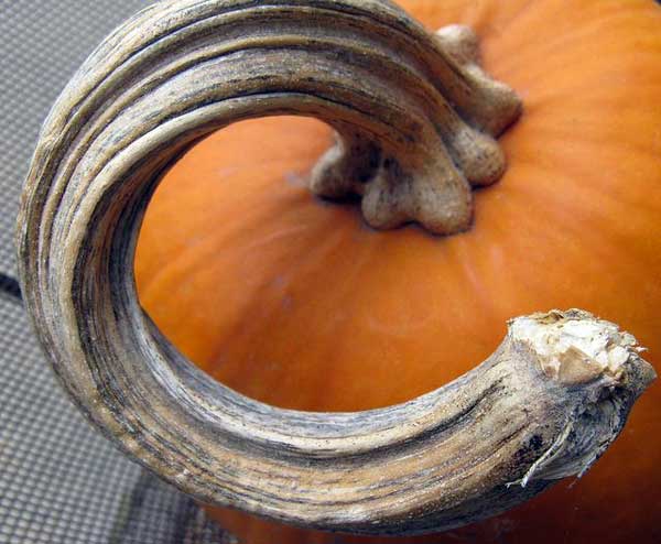 pumpkin-stem