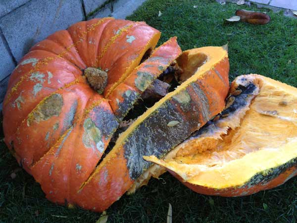 big-mac-pumpkin-cutting