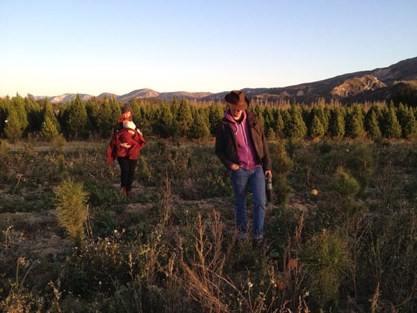 christmas-tree-farm