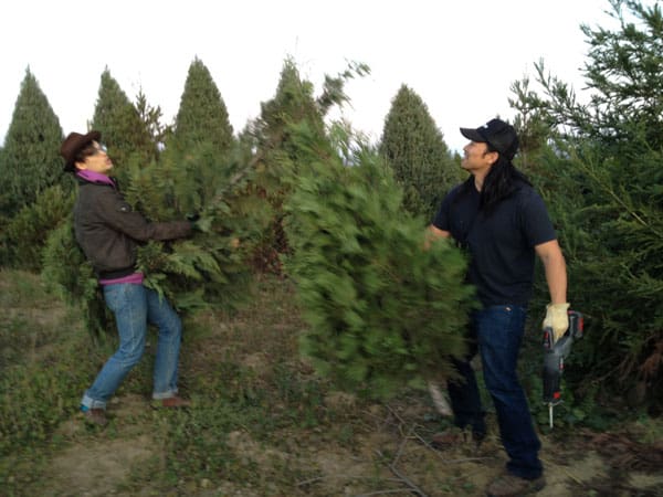 tree-jousting