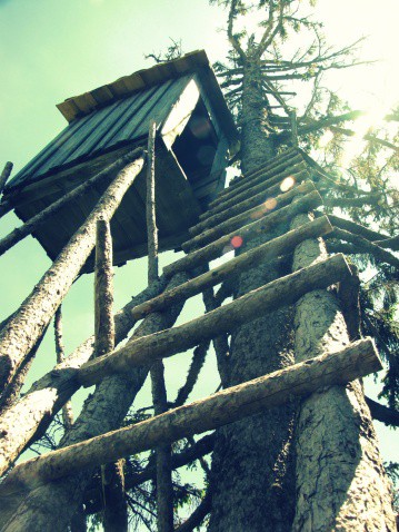 treehouse roof around tree