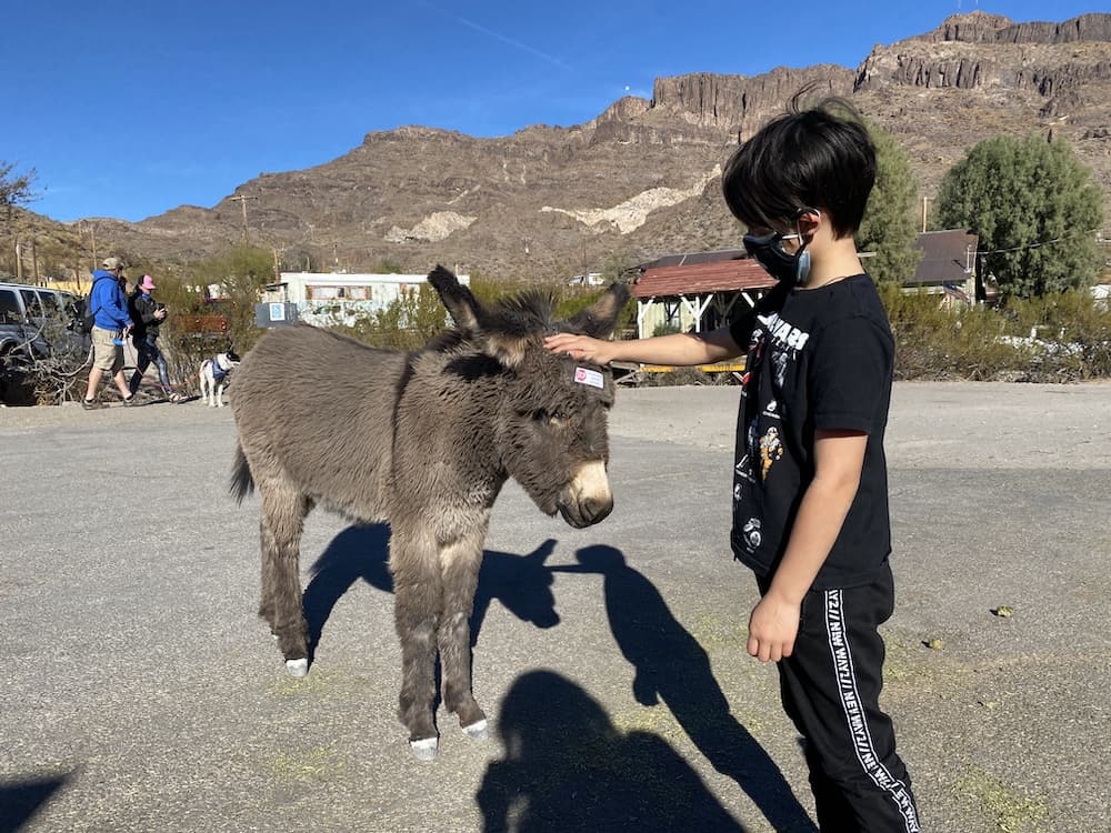 oatman burros