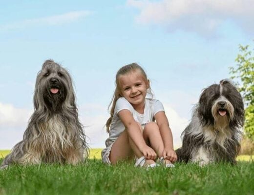 Girl with two dogs sitting on grass