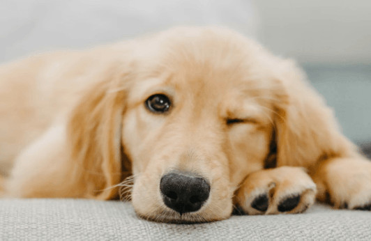 introducing a new pet into a loving home