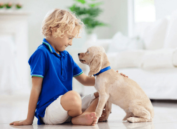 Introducing a New Pet