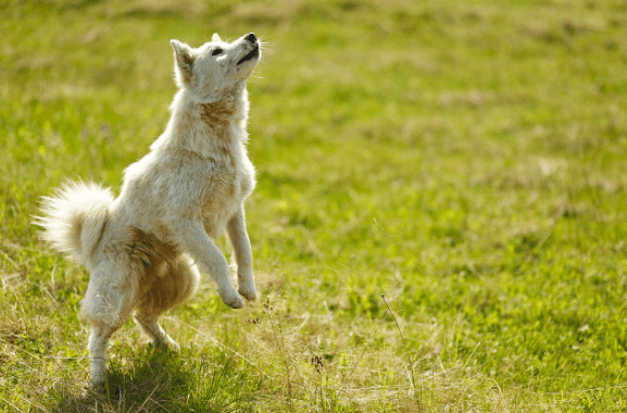 new loving home for a pet