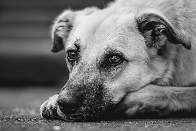 causes of pain in dogs