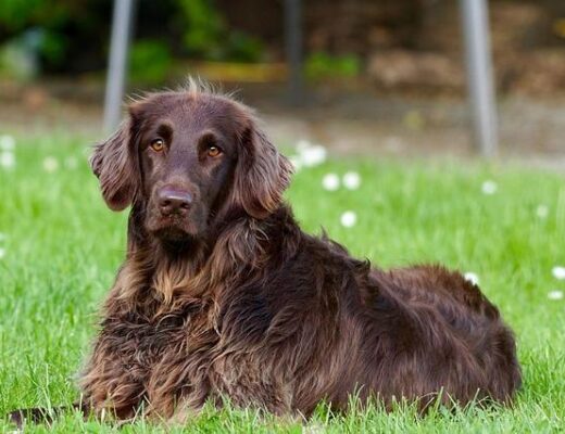 common causes of pain in dogs