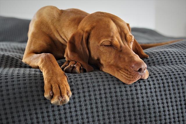 pain in dogs