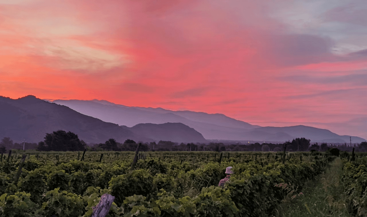 Georgian vineyard with mountains at sunset
