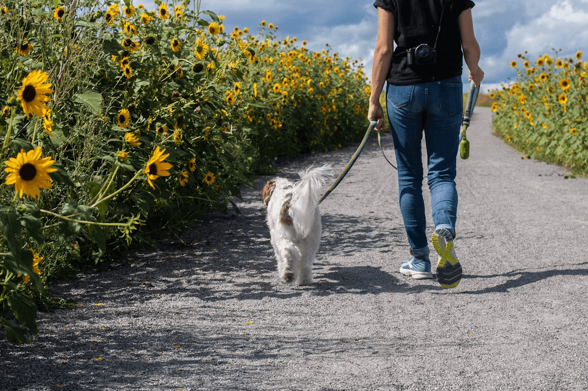 Person walking dog on leash